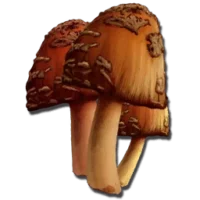 Редкий гриб