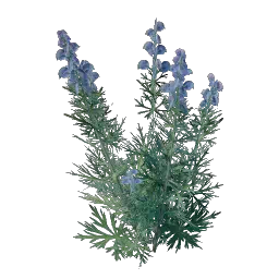 Семя аконита