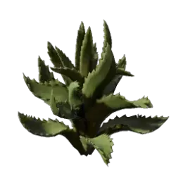 Проросток алоэ