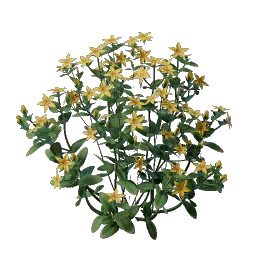 Проросток ауреолина