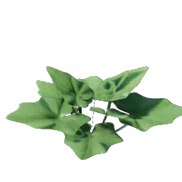 Проросток чертового когтя