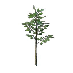 Саженец дуба