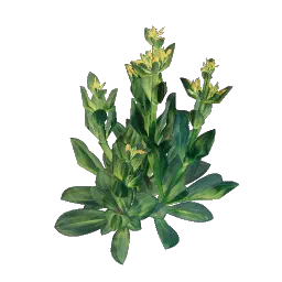 Семя горечавки