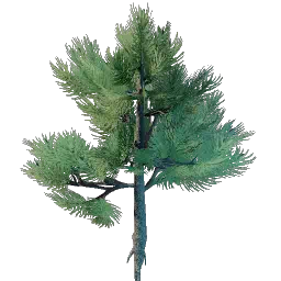 Семя хвойного дерева