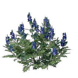 Проросток индигоферы