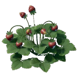 Проросток клубники