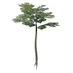 Проросток стройного дерева из Нагорий кочевников