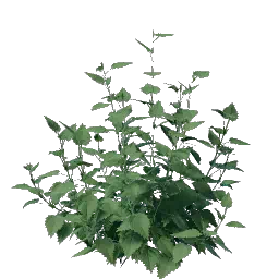 Проросток крапивы