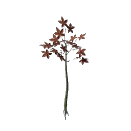 Проросток краснолиста из Разгульного леса