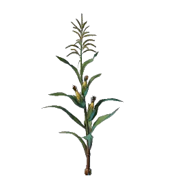 Проросток кукурузы