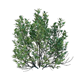 Проросток крапивы