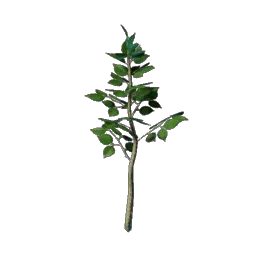 Саженец липы