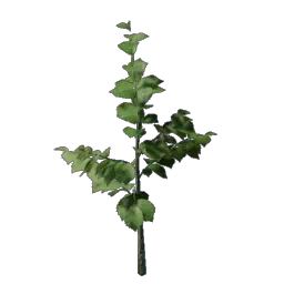 Проросток орешника