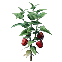 Проросток перца