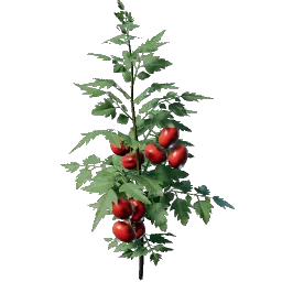 Проросток помидора