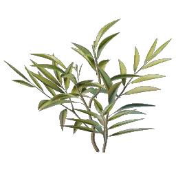 Проросток цветка из Хворостовых пустошей