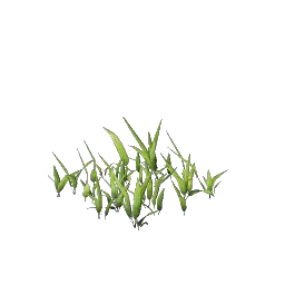 Проросток пшеницы