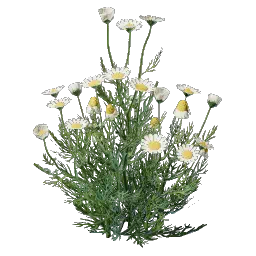 Проросток ромашки