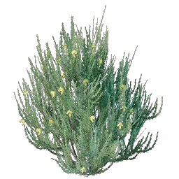 Проросток ройбуша