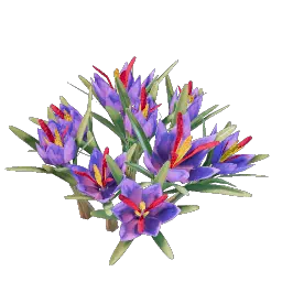 Проросток шафрана