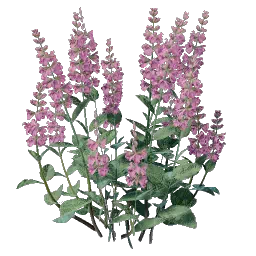 Проросток шалфея