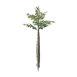 Проросток широколиста из Нагорий кочевников