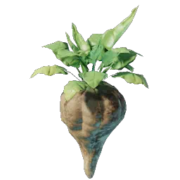 Проросток свеклы