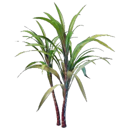 Проросток сахарного тростника