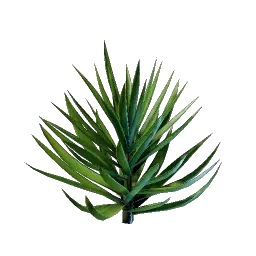 Проросток пальмы юкки