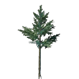 Проросток вечнозелёного дерева