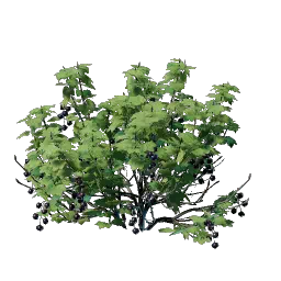 Проросток ягодного куста