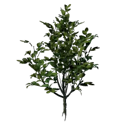 Проросток зеленолиста из Разгульного леса